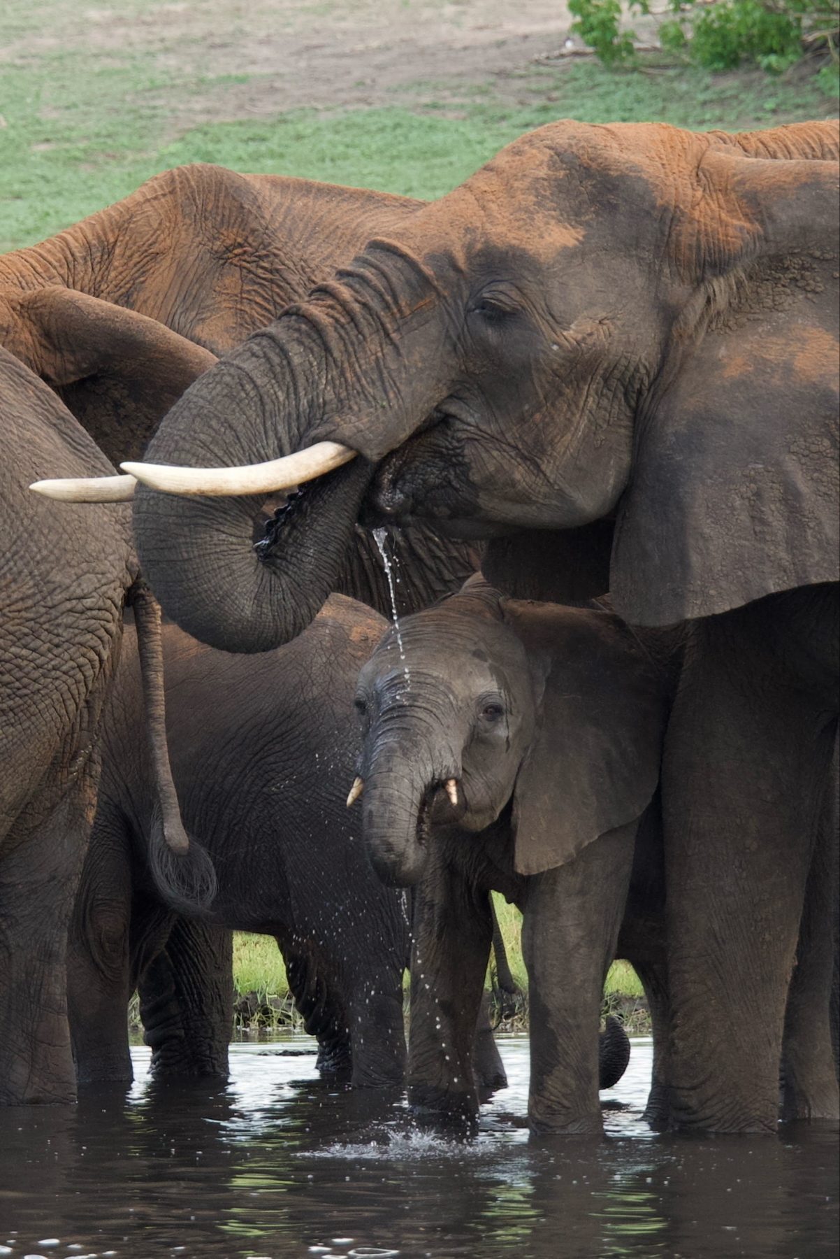 Auto-generated description: A group of elephants, including a young calf, is gathered around a watering hole, with one elephant drinking water.