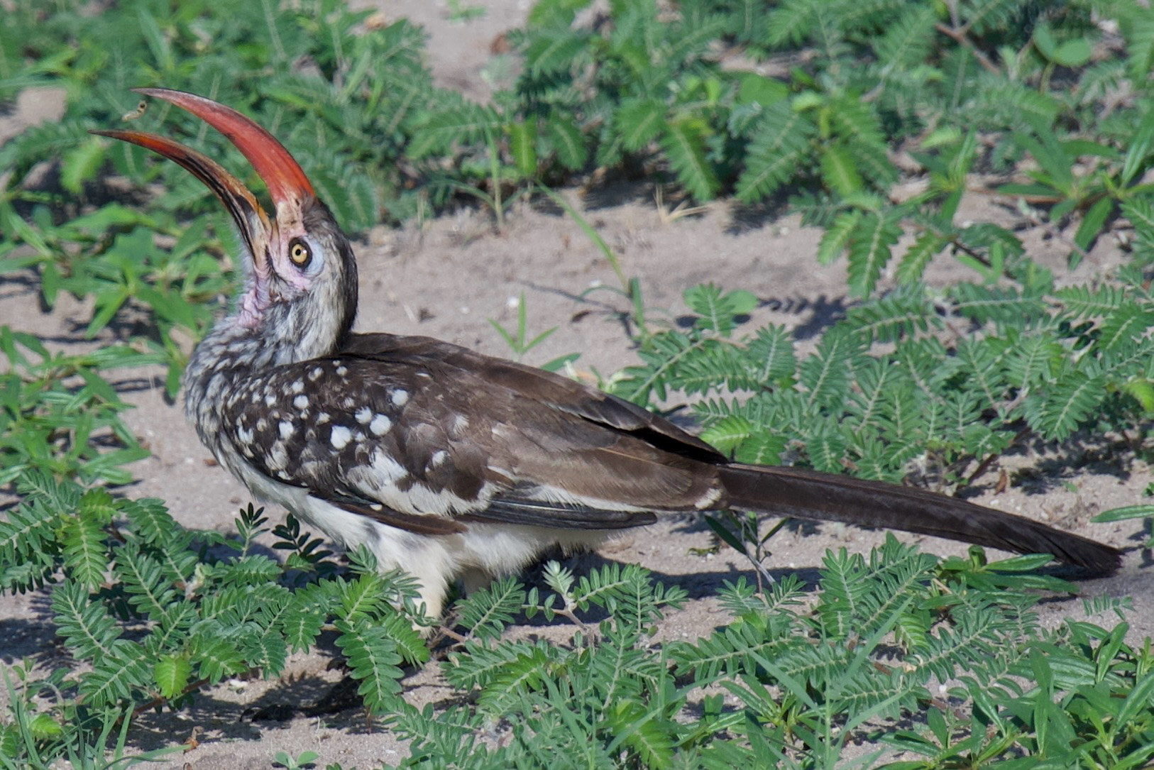 Auto-generated description: A hornbill with a red beak is standing on the ground among green vegetation.