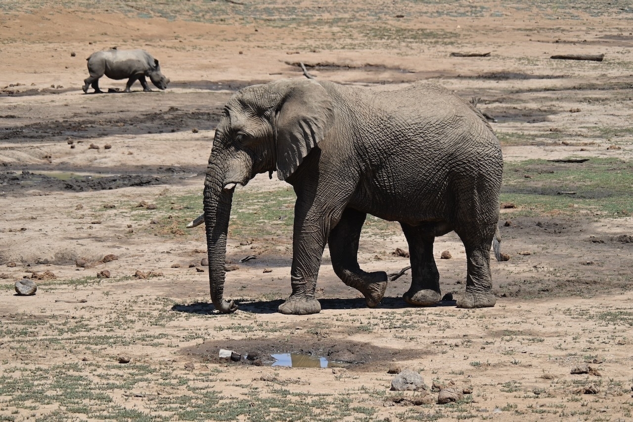 Auto-generated description: An elephant walks across a dry, grassy landscape, with a rhinoceros in the background.