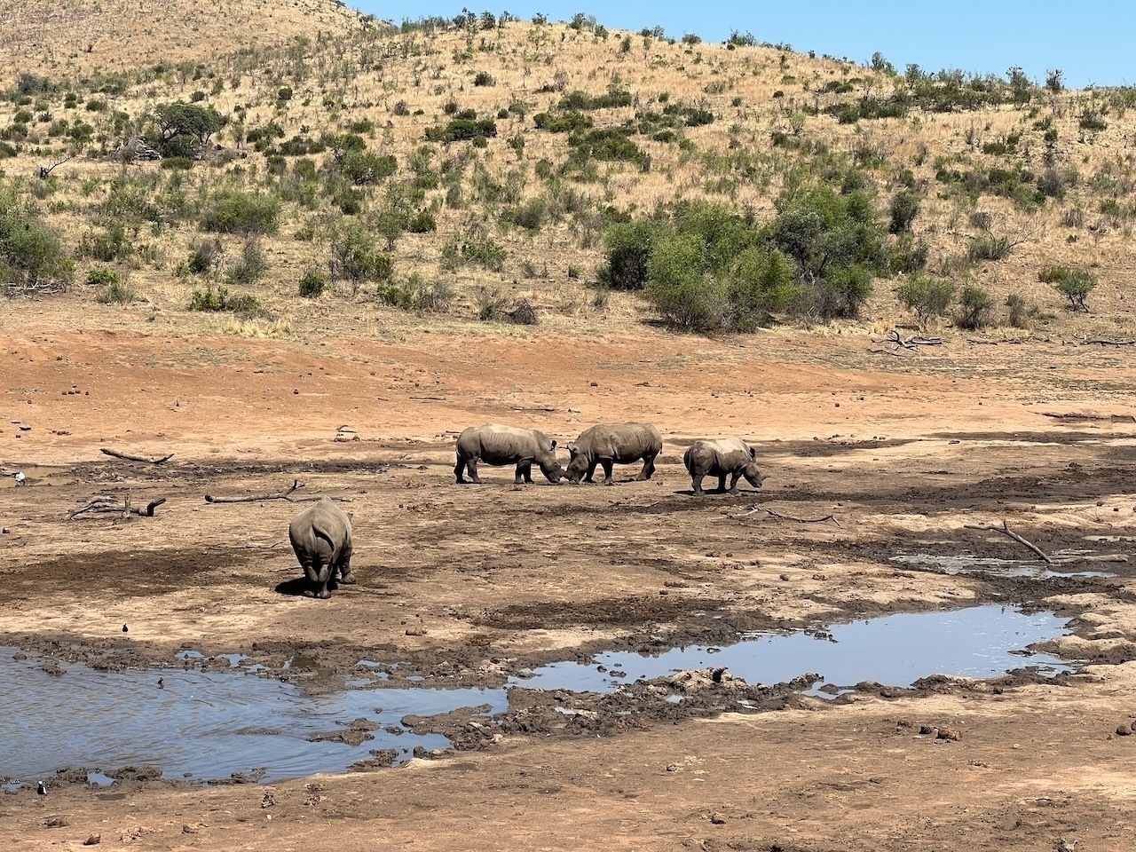 Auto-generated description: A group of rhinos is standing near a watering hole in a dry, grassy landscape.