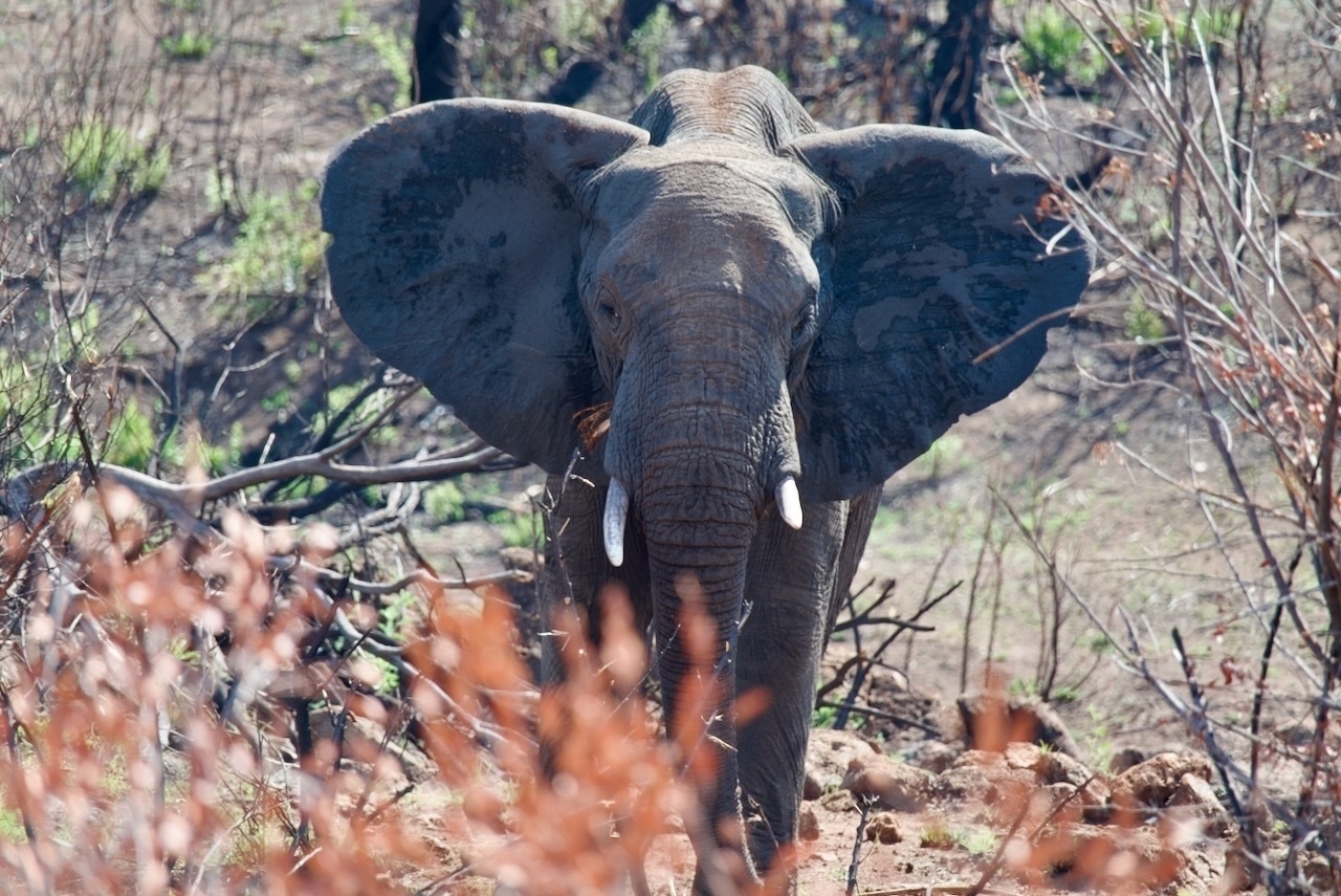 Auto-generated description: An elephant with large ears and visible tusks stands amid sparse and dry vegetation.