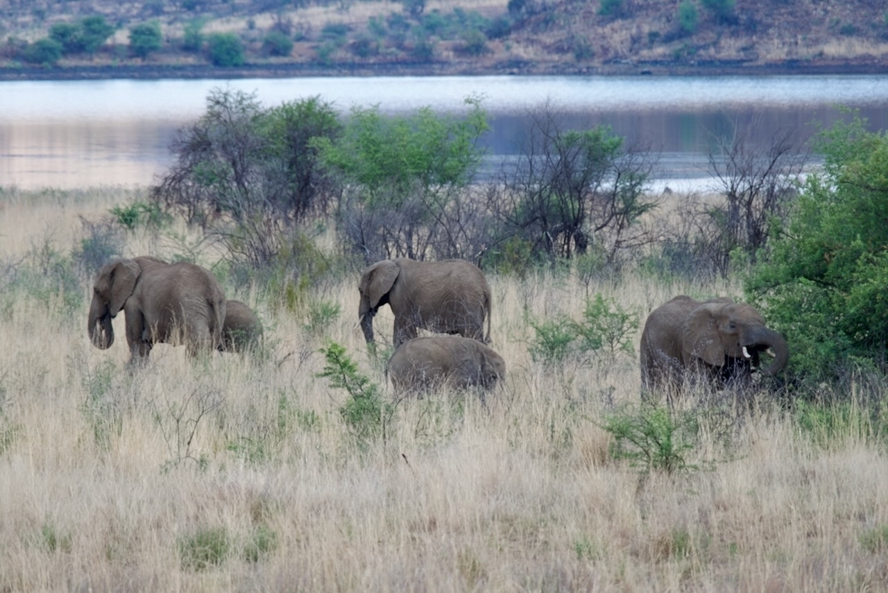 Auto-generated description: A group of elephants grazes in a grassy area near a tranquil body of water, surrounded by sparse trees and shrubs.