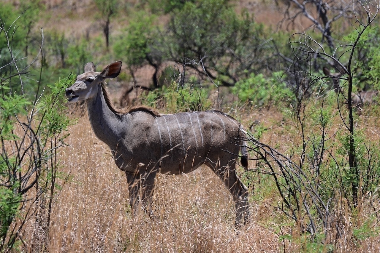 Auto-generated description: A kudu is standing in a natural, grassy landscape.