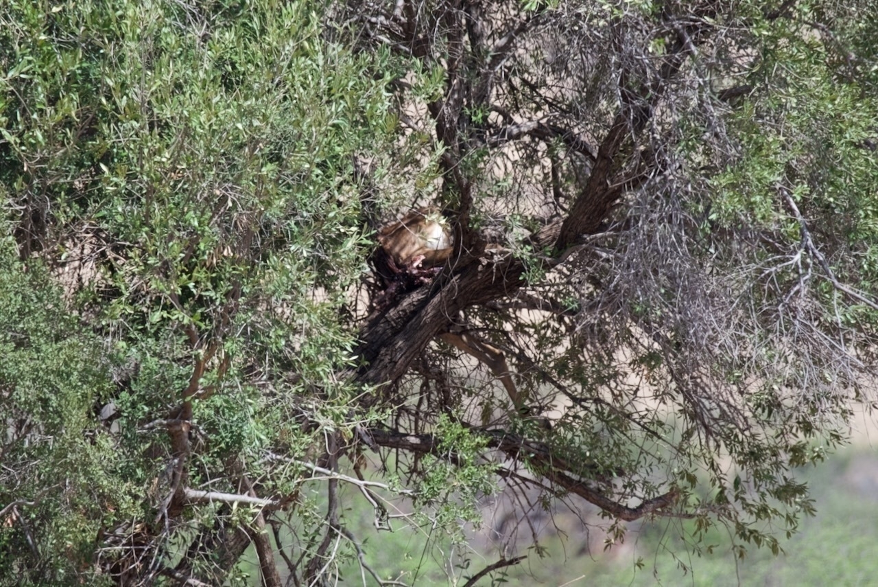 Auto-generated description: A bird's nest is tucked within the branches of a leafy tree.