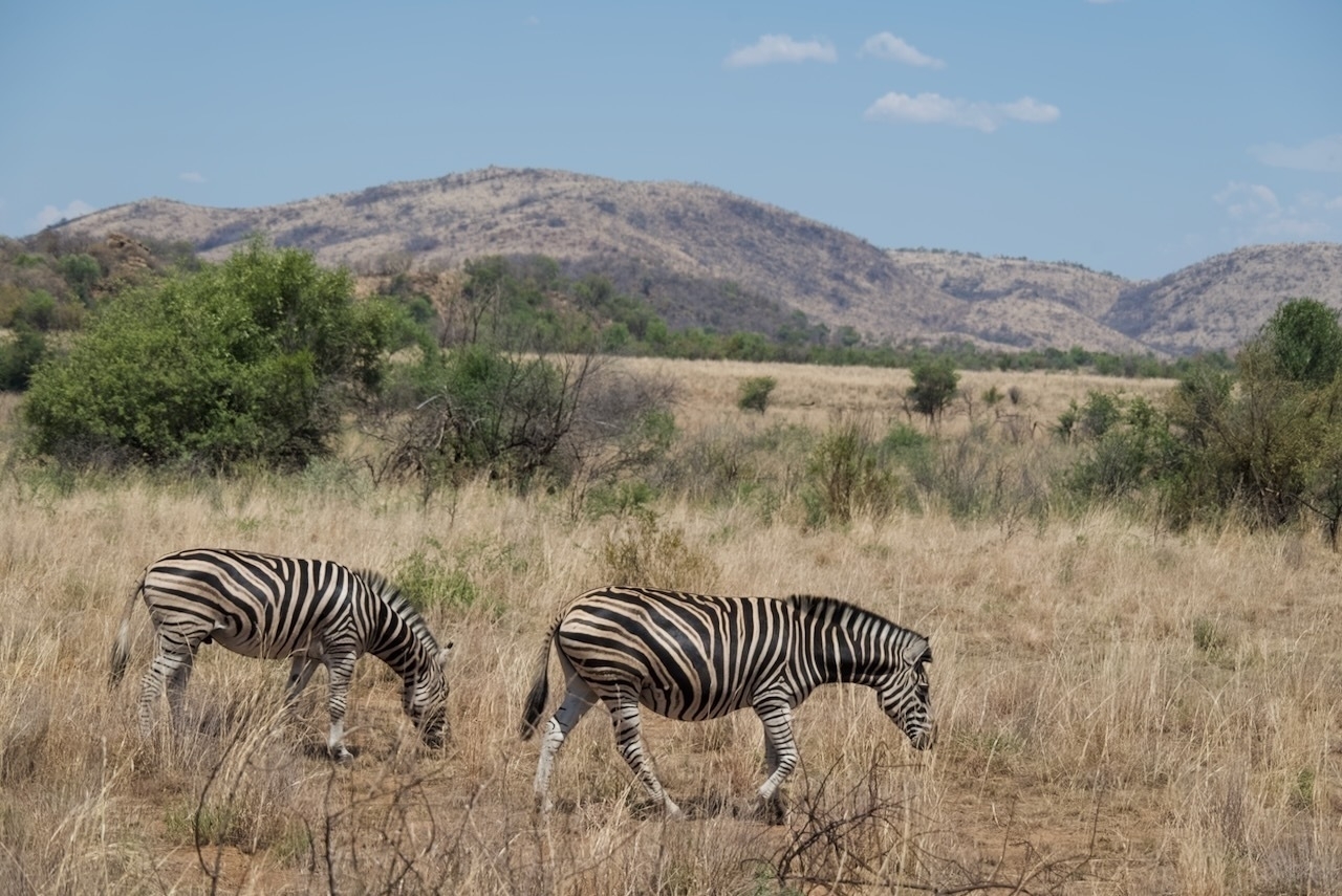 Auto-generated description: Two zebras graze in a grassy savanna landscape with distant hills under a clear blue sky.