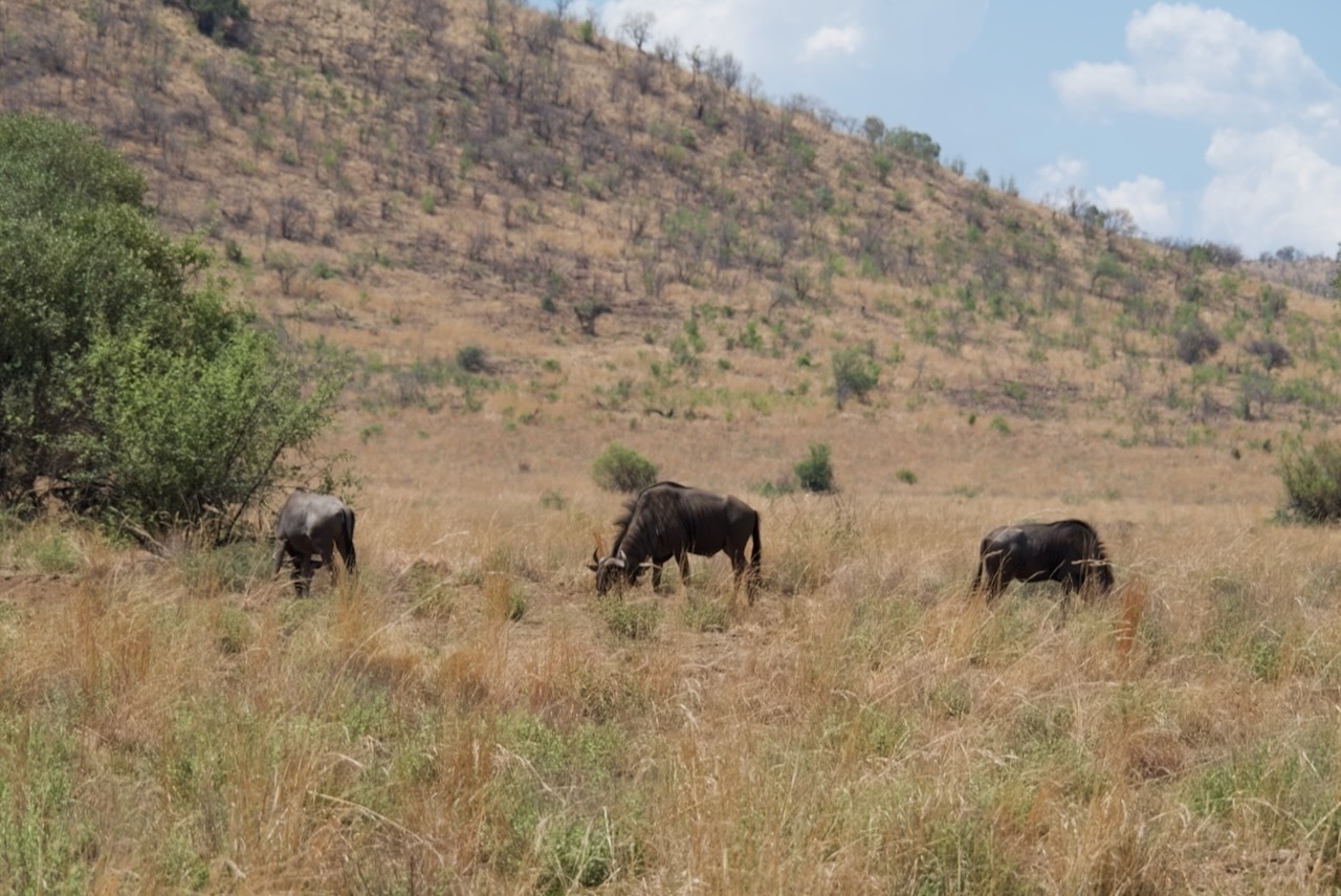 Auto-generated description: Three wildebeests are grazing in a grassy, open landscape with hilly terrain in the background.