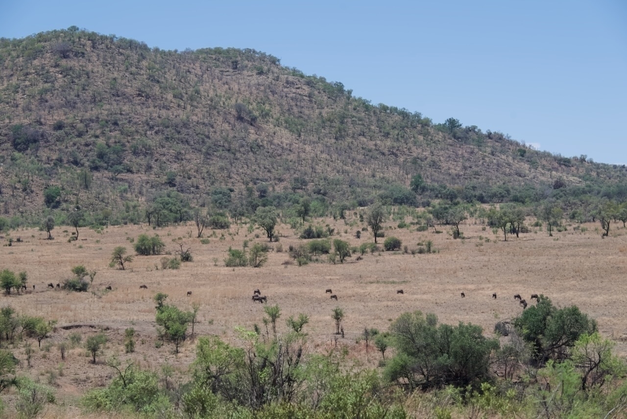 Auto-generated description: A grassy savanna landscape features scattered trees, rolling hills, and a herd of animals roaming in the distance.