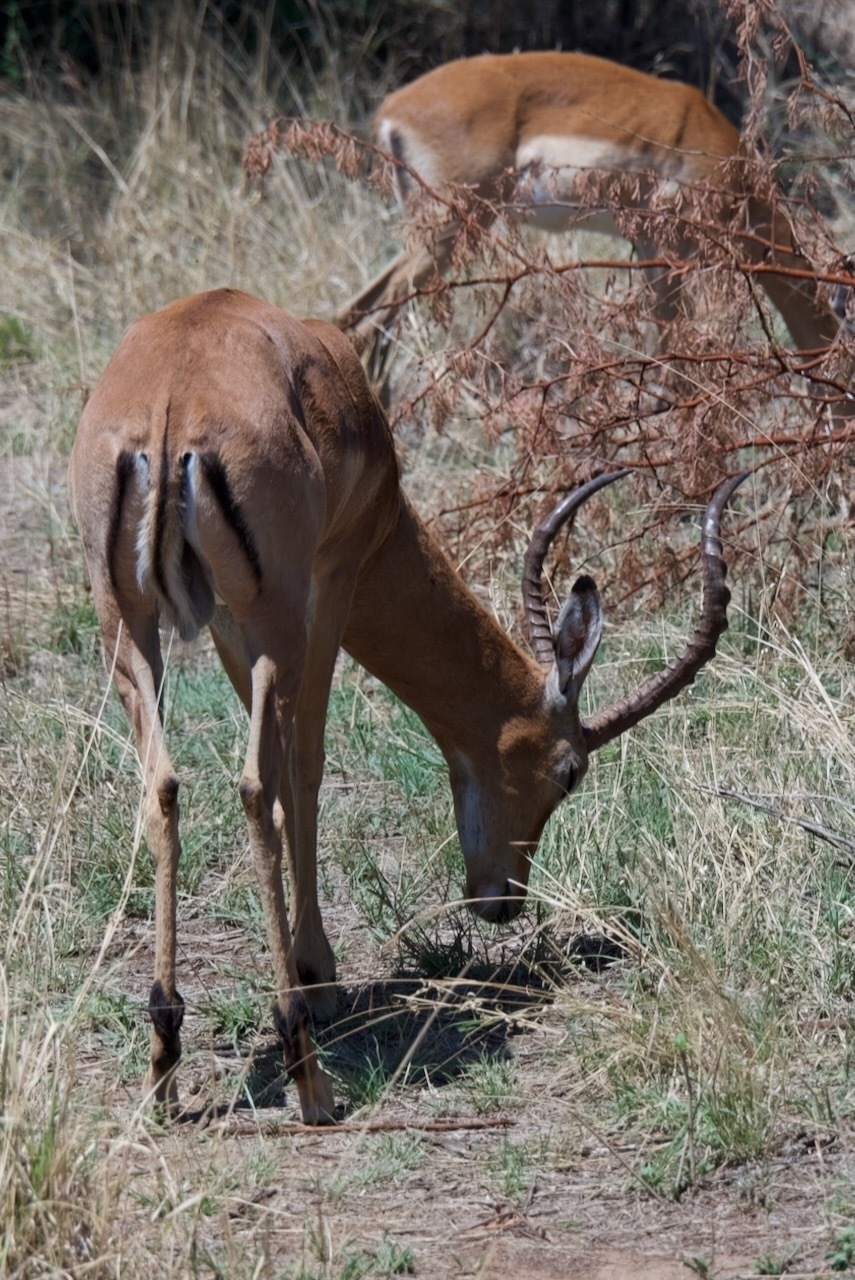 Auto-generated description: Two antelopes are grazing in a grassy area, with one prominently visible and the other partially obscured.