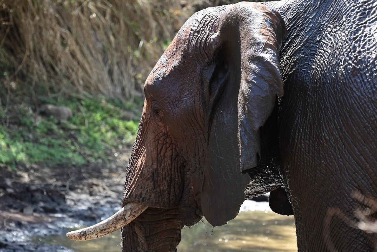 Auto-generated description: An elephant with visible tusks stands near a muddy area.