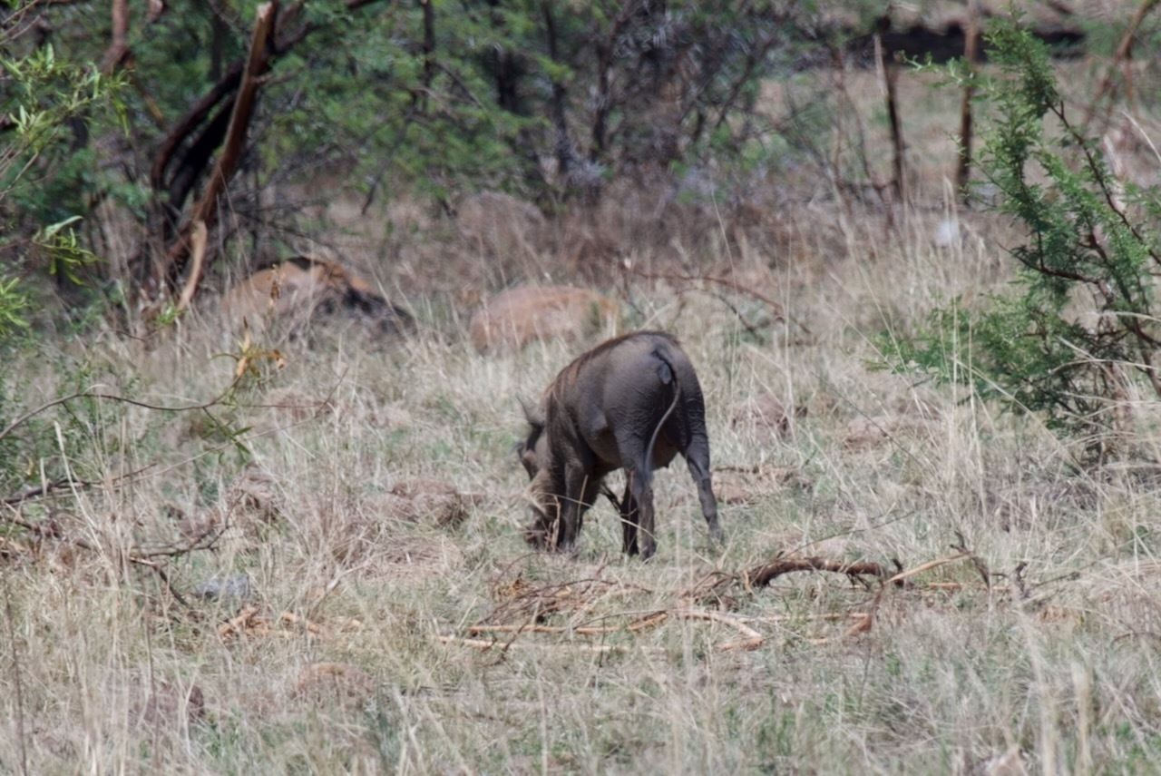 Auto-generated description: A warthog is grazing in a grassy, shrub-filled landscape.