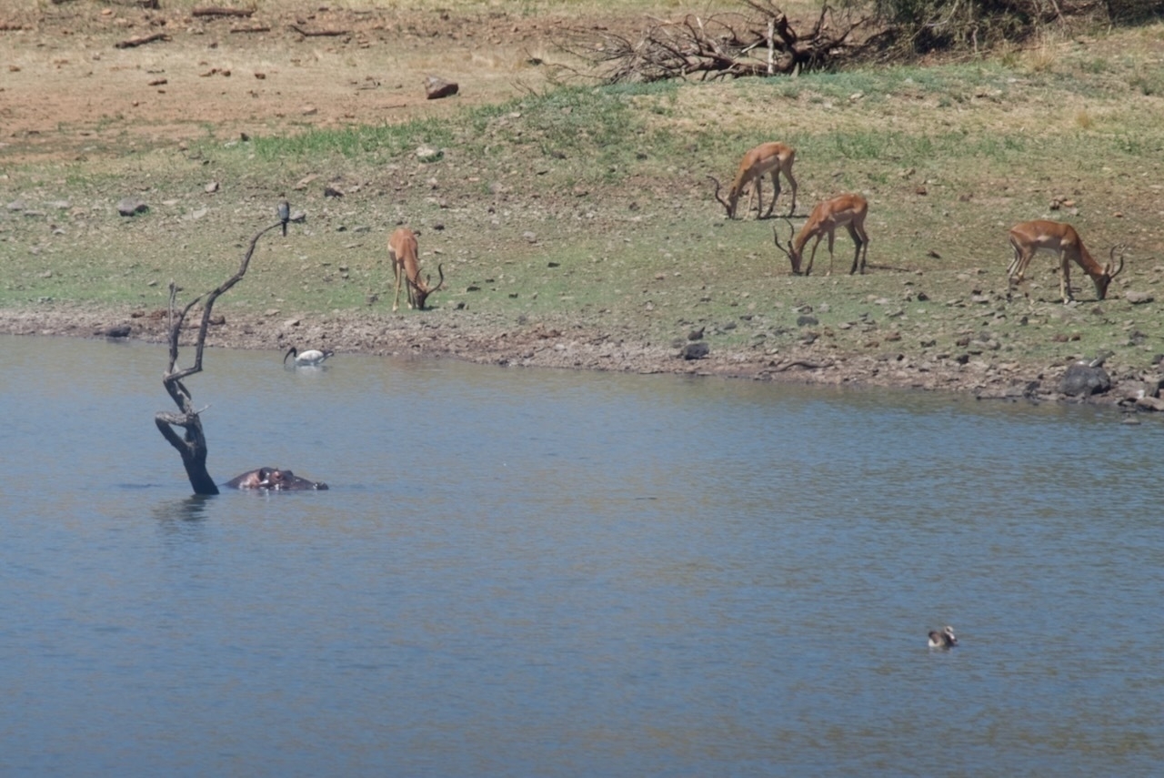 Auto-generated description: A group of antelopes is grazing near the edge of a waterhole, where a hippopotamus is partially submerged.