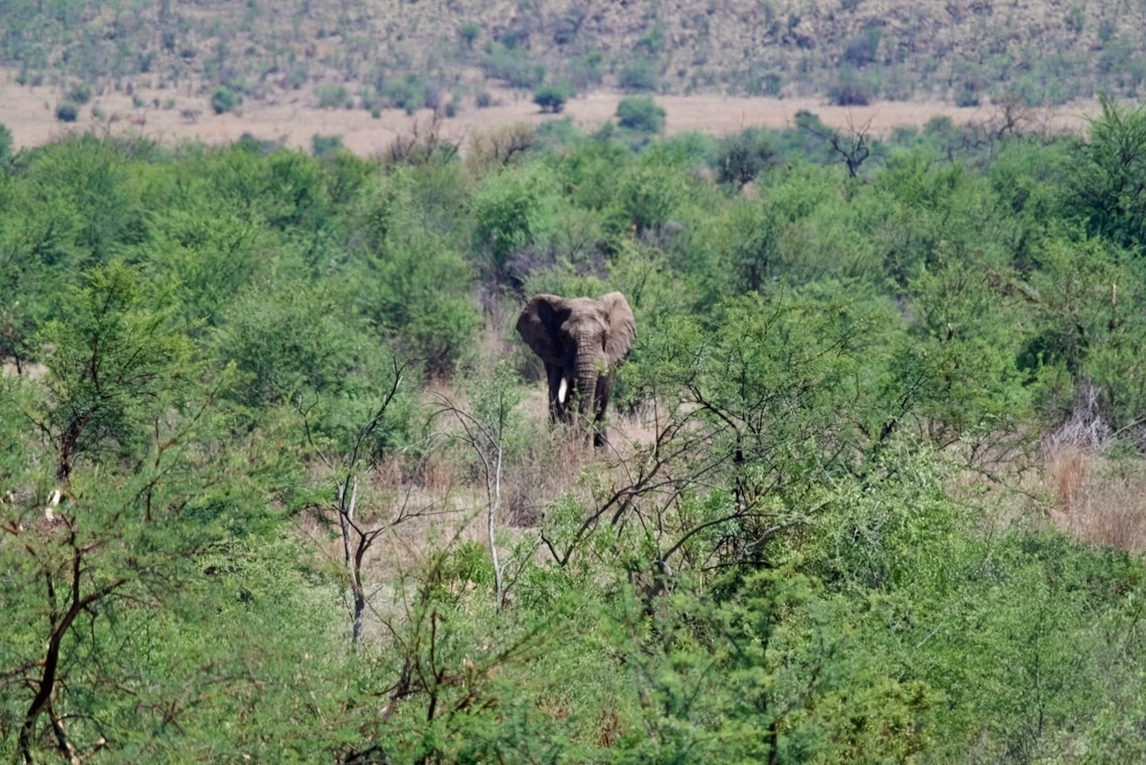 Auto-generated description: An elephant is standing amidst dense green foliage in a savanna landscape.