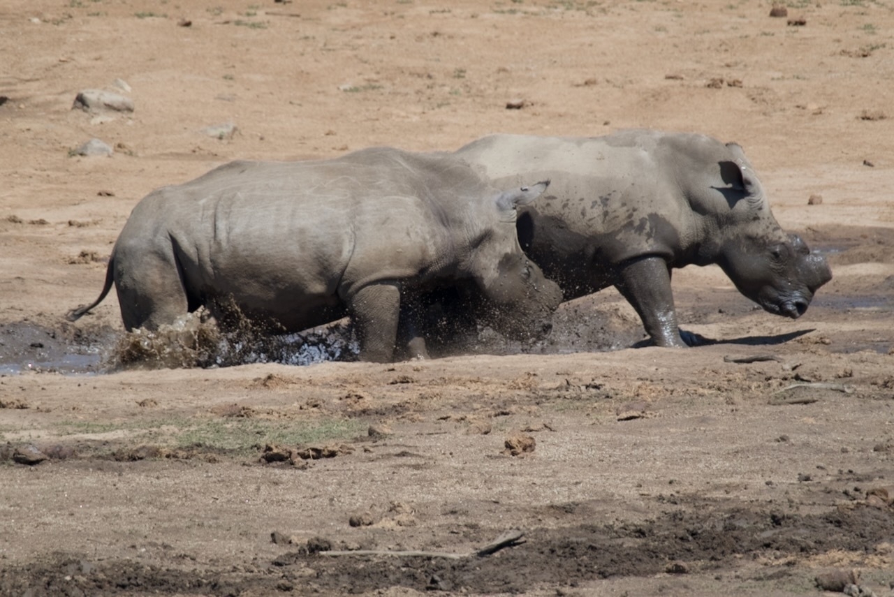 Auto-generated description: Two rhinoceroses are walking through a muddy area in a dry landscape.