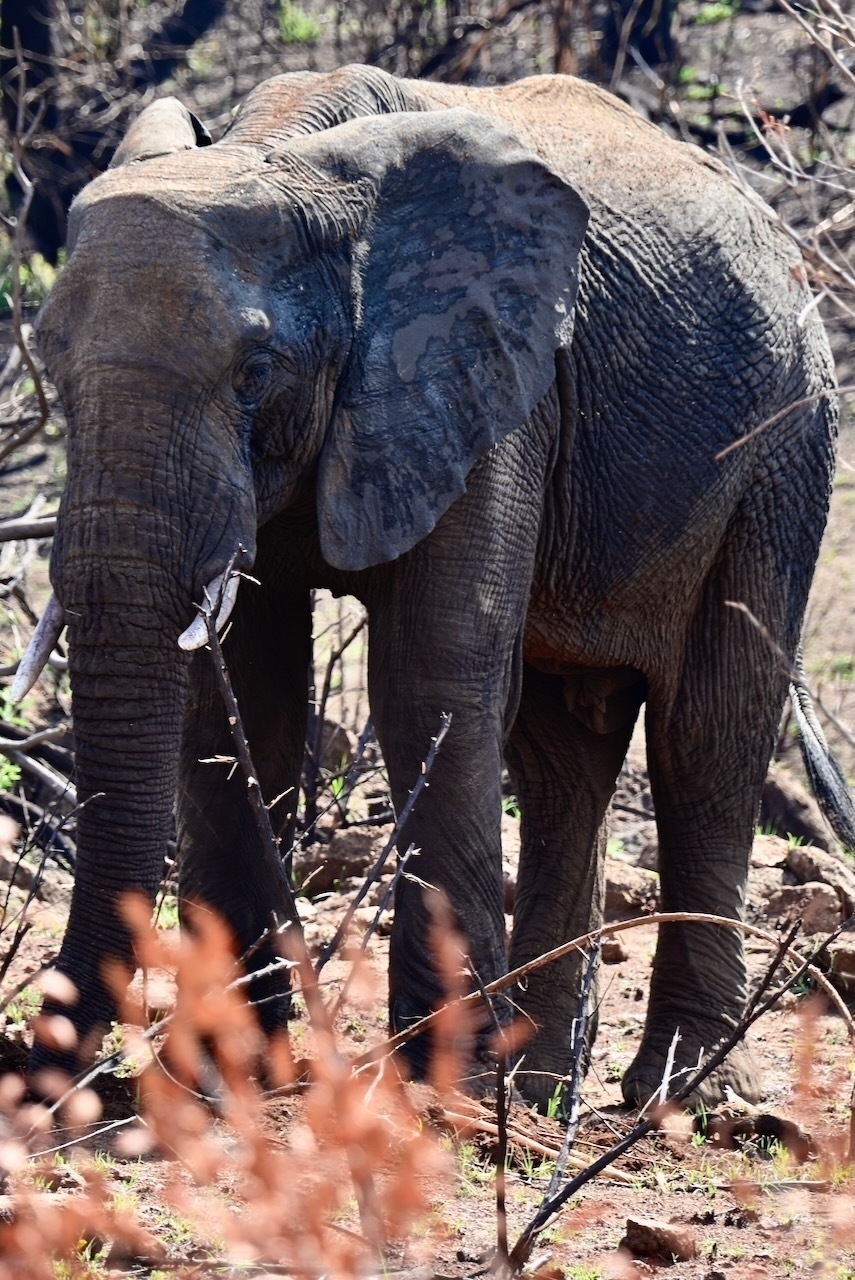 Auto-generated description: An elephant is standing among dry vegetation and trees.