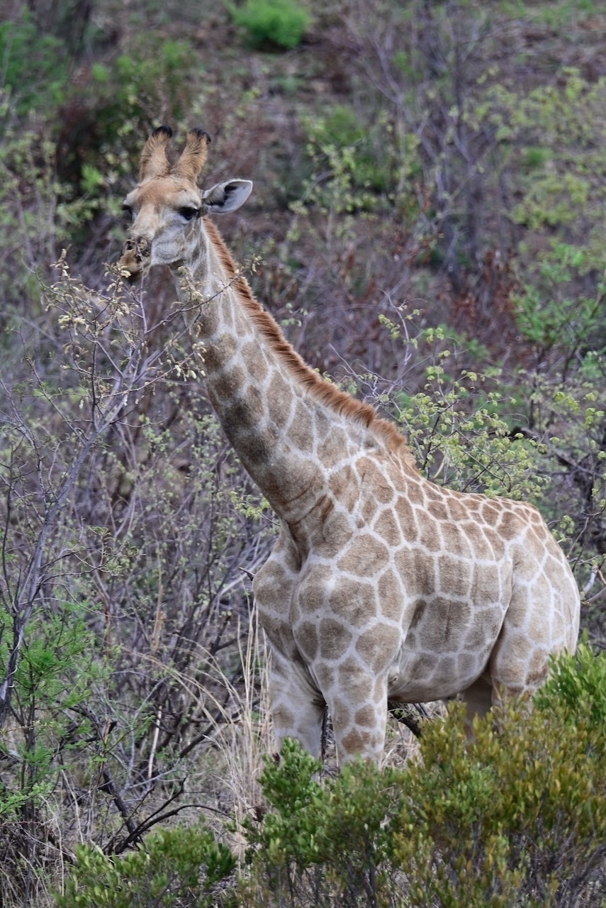 Auto-generated description: A giraffe is standing and feeding on leaves, surrounded by a bushy landscape.