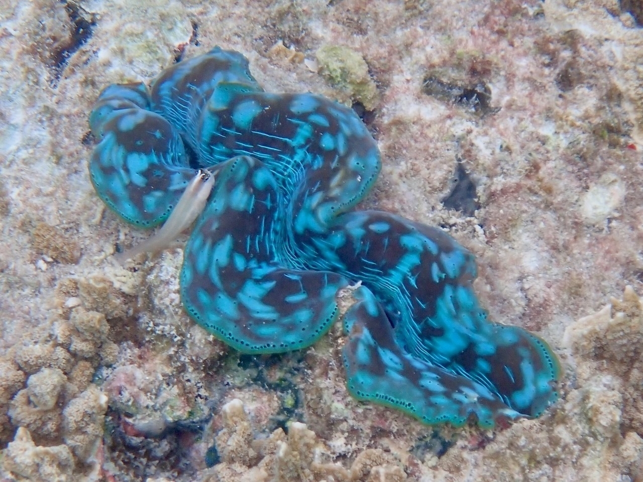 Auto-generated description: A vibrant blue and black patterned giant clam is nestled among coral and rocks underwater.