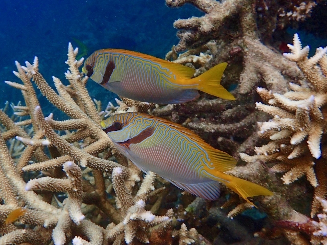 Auto-generated description: Two colorful fish swim near a cluster of coral in an underwater scene.