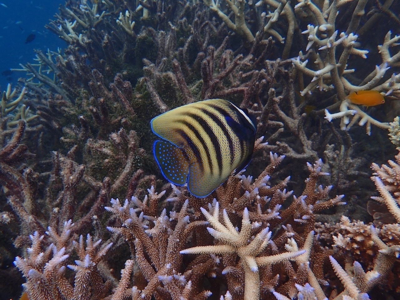 Auto-generated description: A colorful fish swims near vibrant coral reef branches underwater.