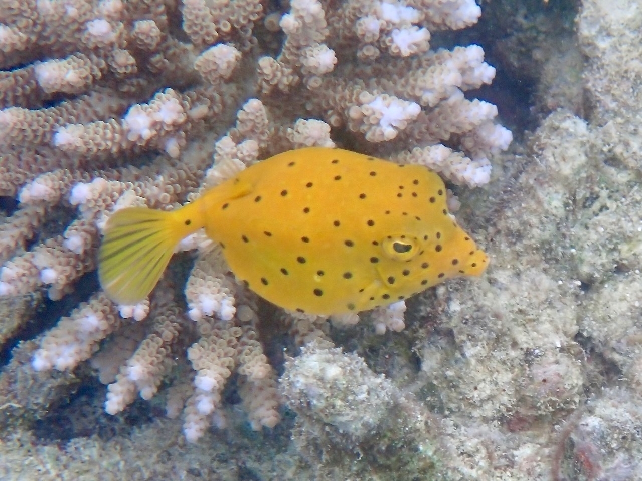 Auto-generated description: A yellow boxfish with black spots swims near coral.