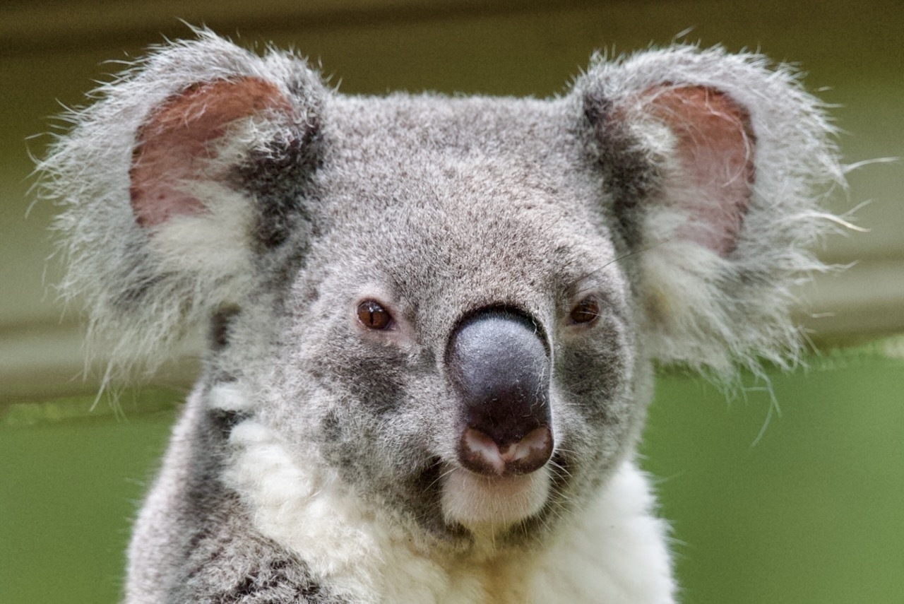 Auto-generated description: A close-up of a koala with a soft gray fur coat and prominent fluffy ears.