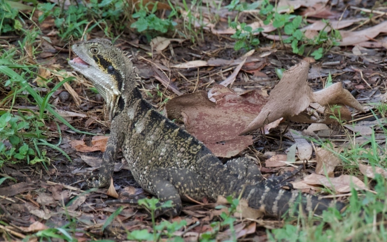 Auto-generated description: A lizard with a textured, striped pattern is sitting on the ground surrounded by leaves and grass.