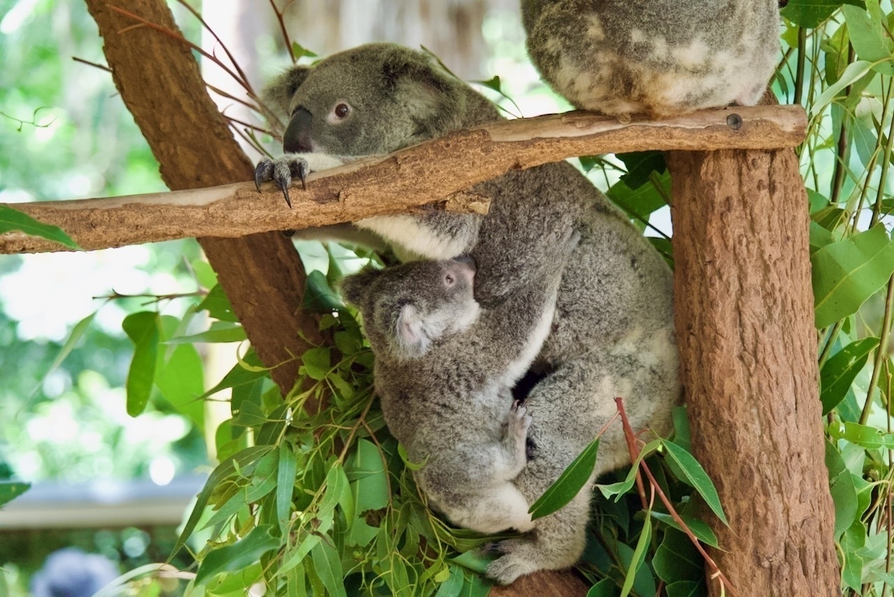 Auto-generated description: A koala sits on a tree branch with a joey clinging to its back, surrounded by green leaves.