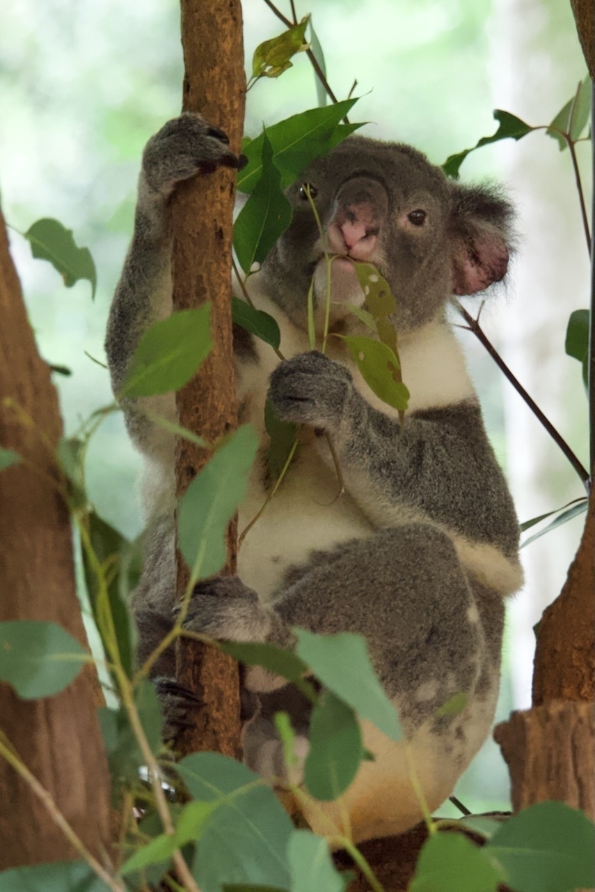 Auto-generated description: A koala is sitting in a tree, surrounded by leaves, holding and nibbling on a eucalyptus branch.