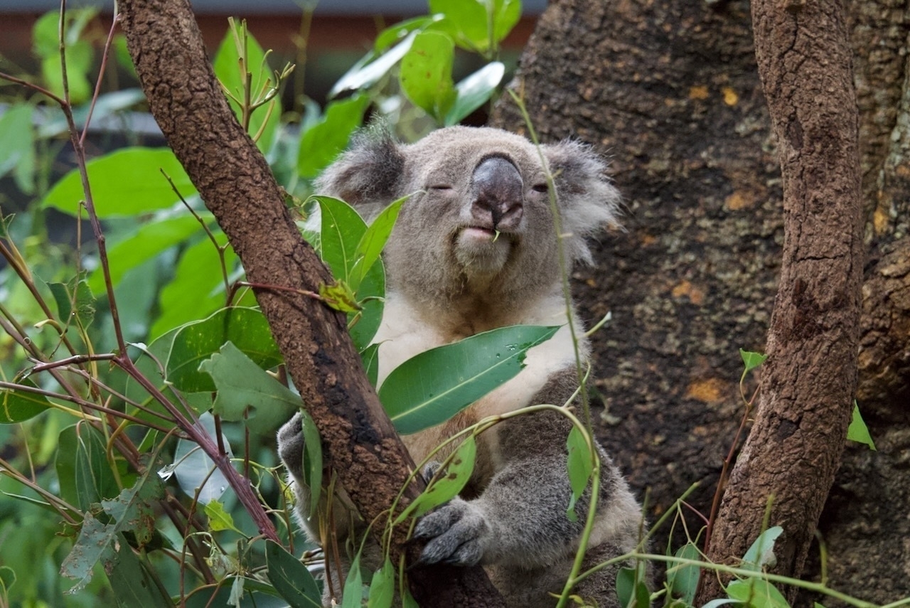 Auto-generated description: A koala is sitting in a tree surrounded by green leaves.