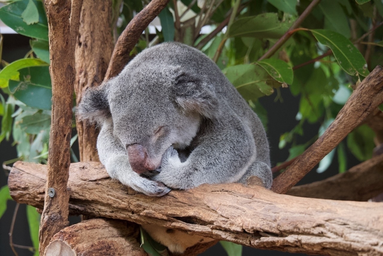 Auto-generated description: A koala is peacefully sleeping on a tree branch surrounded by leaves.