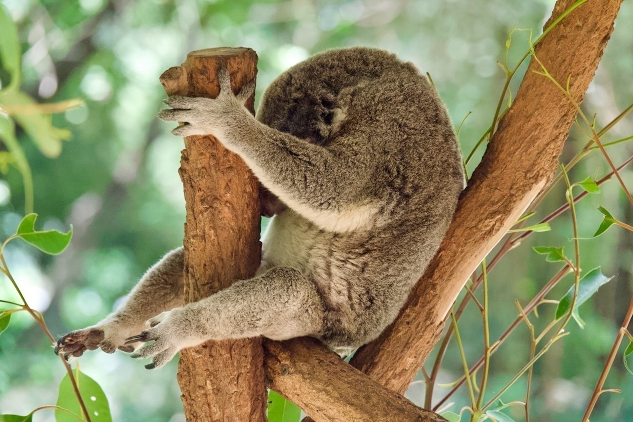 Auto-generated description: A koala is sitting in a tree with its eyes closed, hugging a branch.