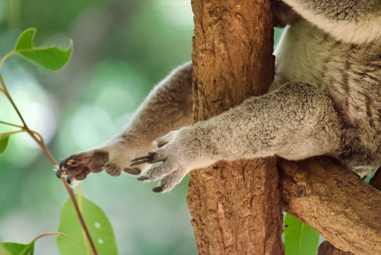 Auto-generated description: A koala clings to a tree trunk with its furry limbs, surrounded by a lush green background.