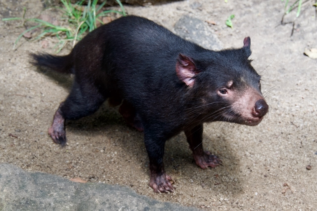 Auto-generated description: A Tasmanian devil is standing on a sandy surface surrounded by rocks and grass.