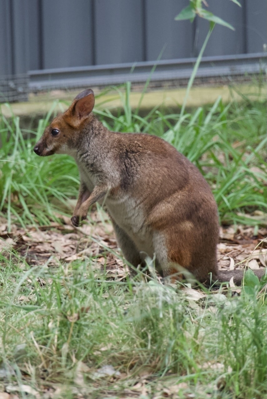 Auto-generated description: A small pademelon is standing in a grassy area.