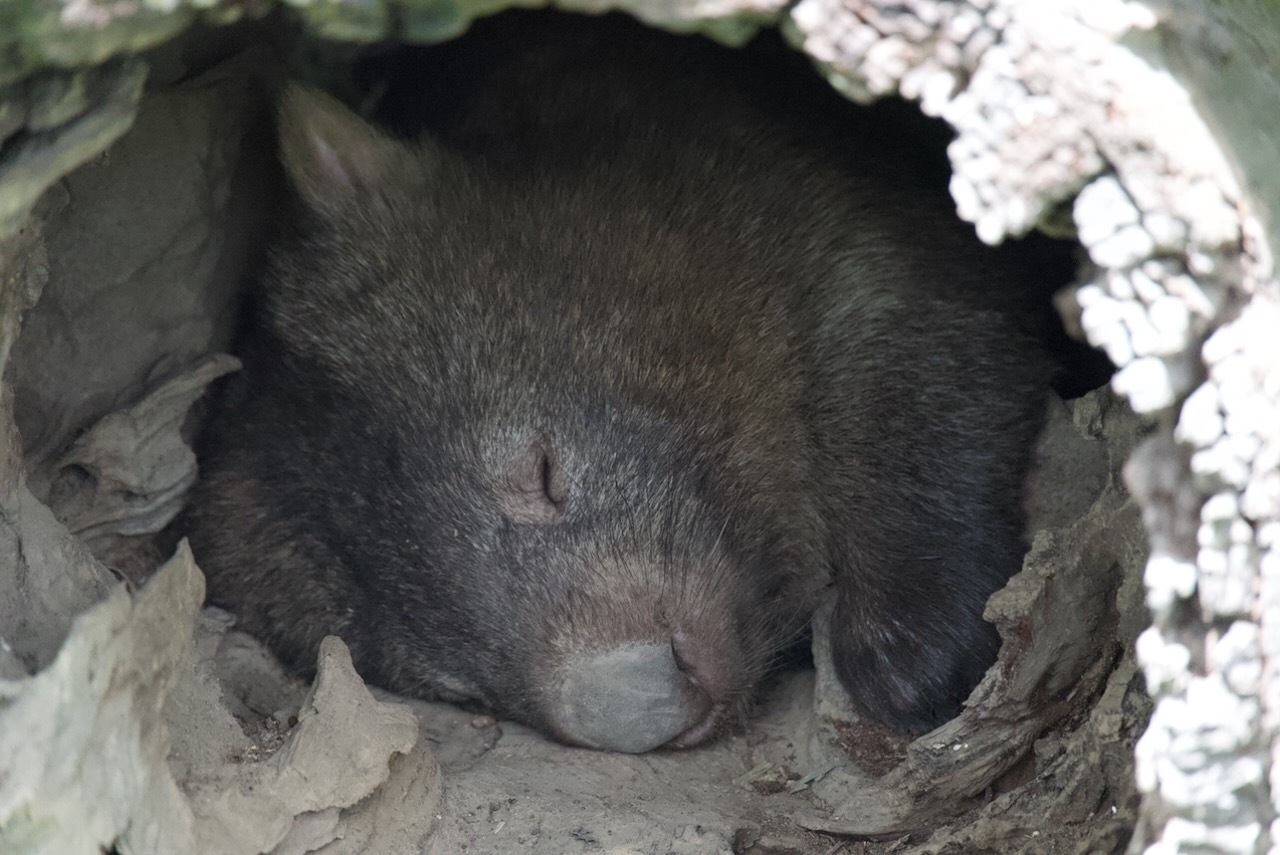 Auto-generated description: A wombat is peacefully sleeping inside a hollow log.