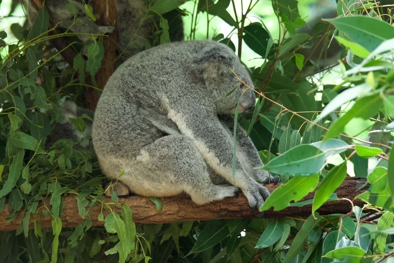 Auto-generated description: A koala is resting on a tree branch surrounded by green leaves.