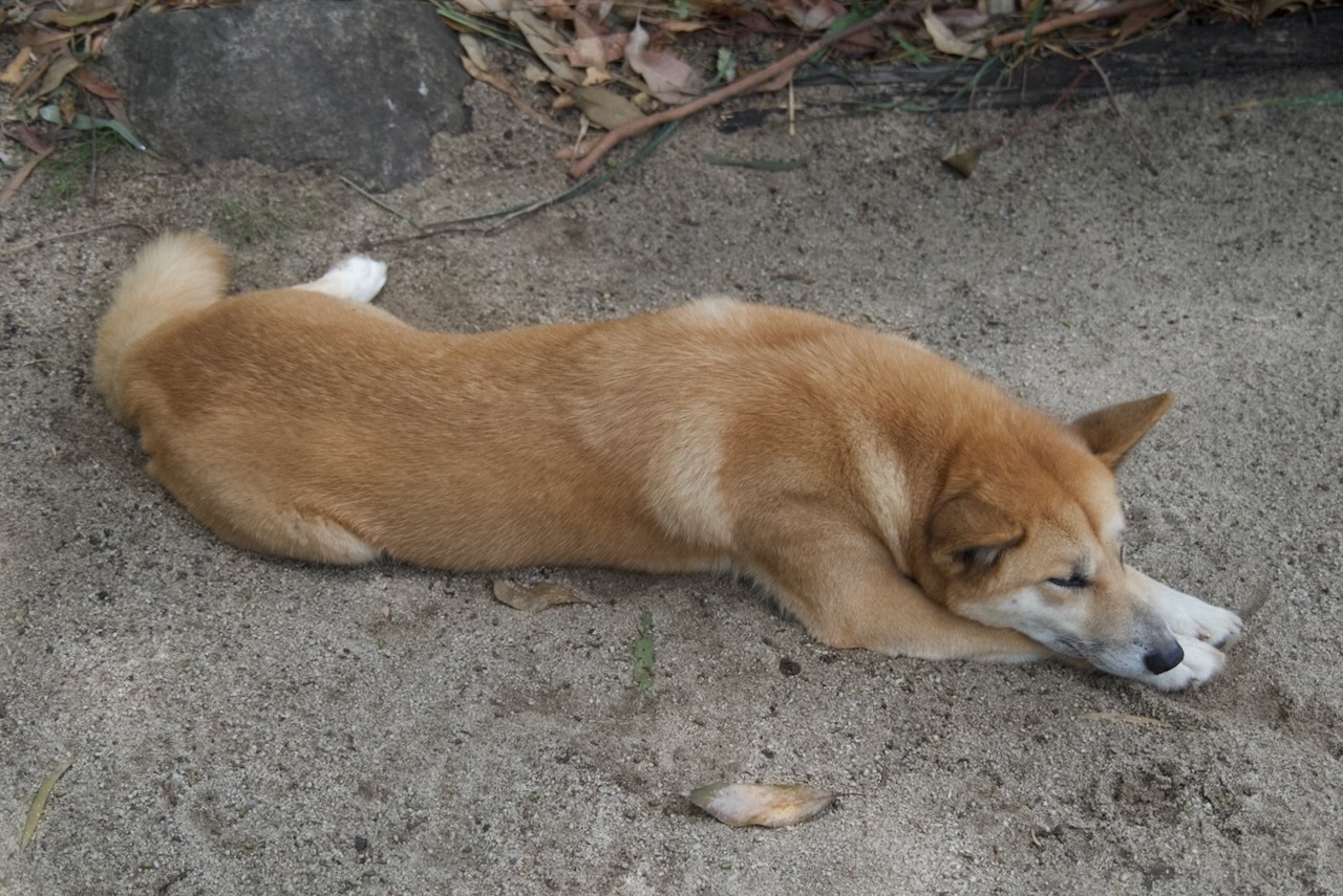 Auto-generated description: A dingo is lying down on sandy ground.