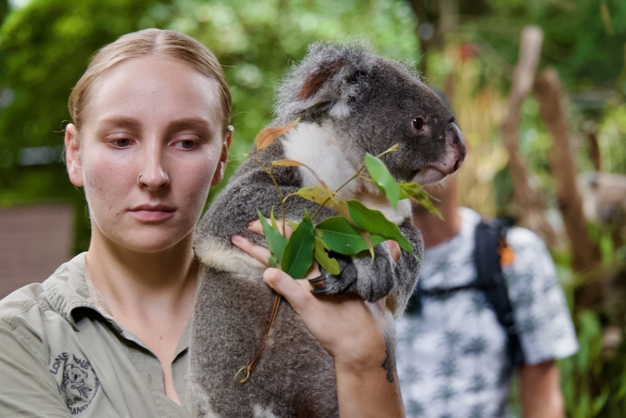 Auto-generated description: A person is holding a koala and offering it leaves to eat in a lush, green setting.