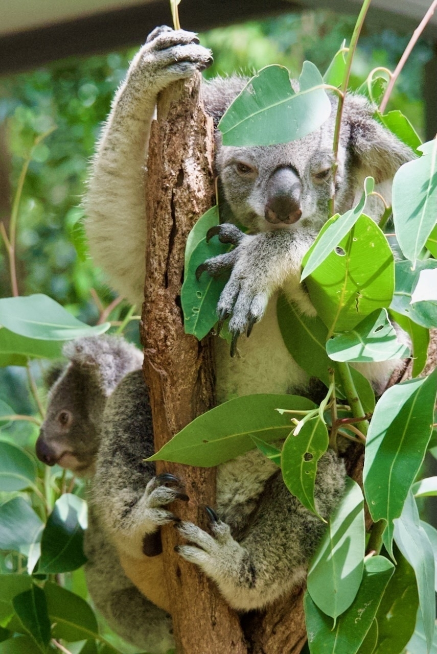 Auto-generated description: A koala is perched on a tree branch surrounded by green leaves.