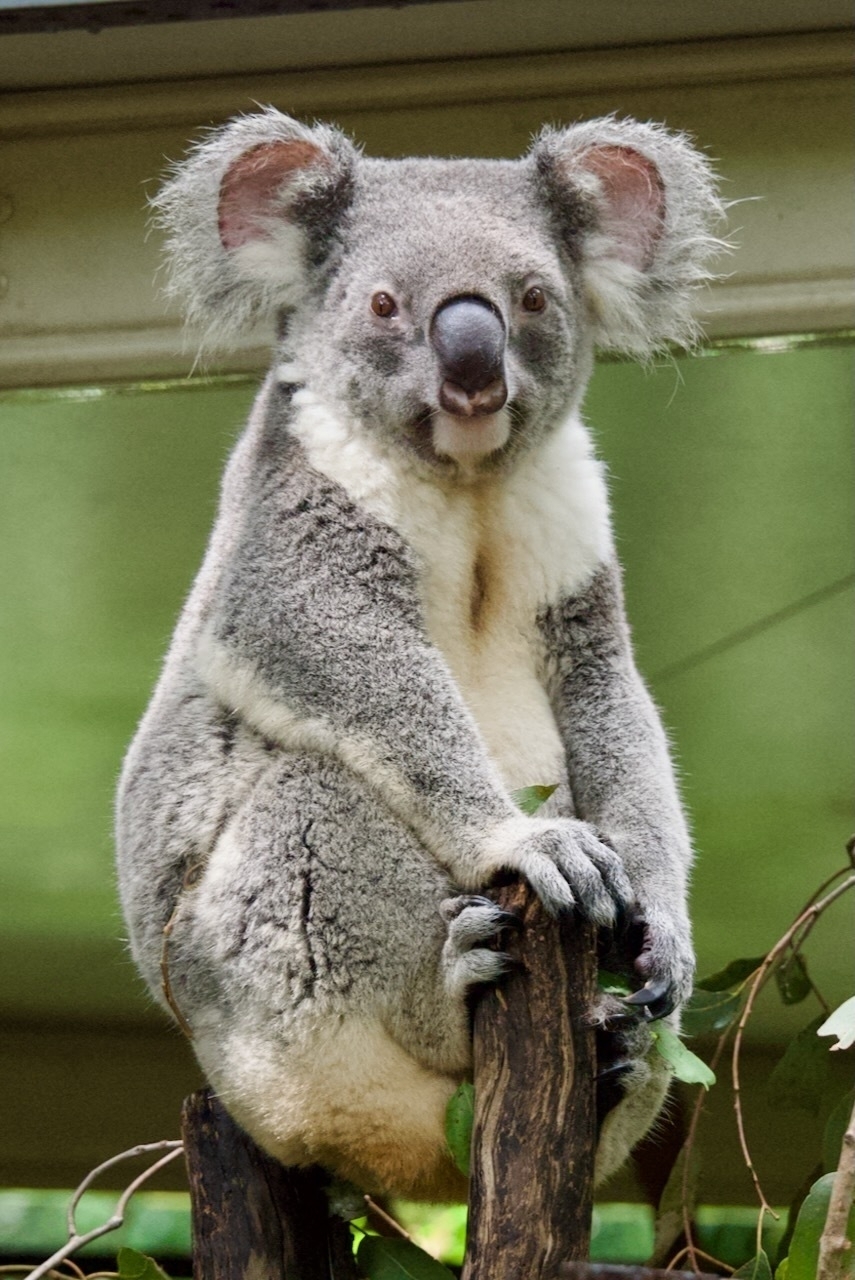 Auto-generated description: A koala is perched on a tree branch against a blurred background.