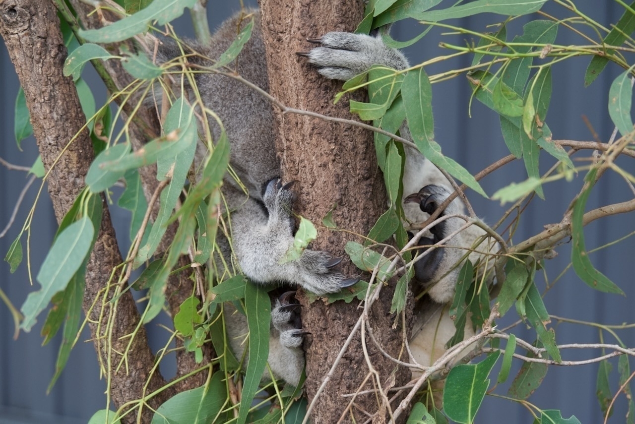 Auto-generated description: A koala is clinging to a tree trunk surrounded by leafy branches.