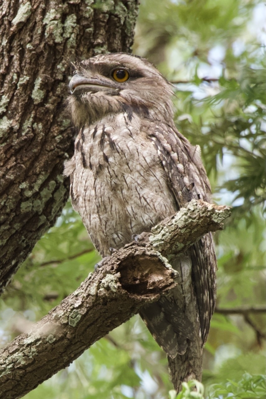 Auto-generated description: A tawny frogmouth bird is perched on a tree branch surrounded by greenery.