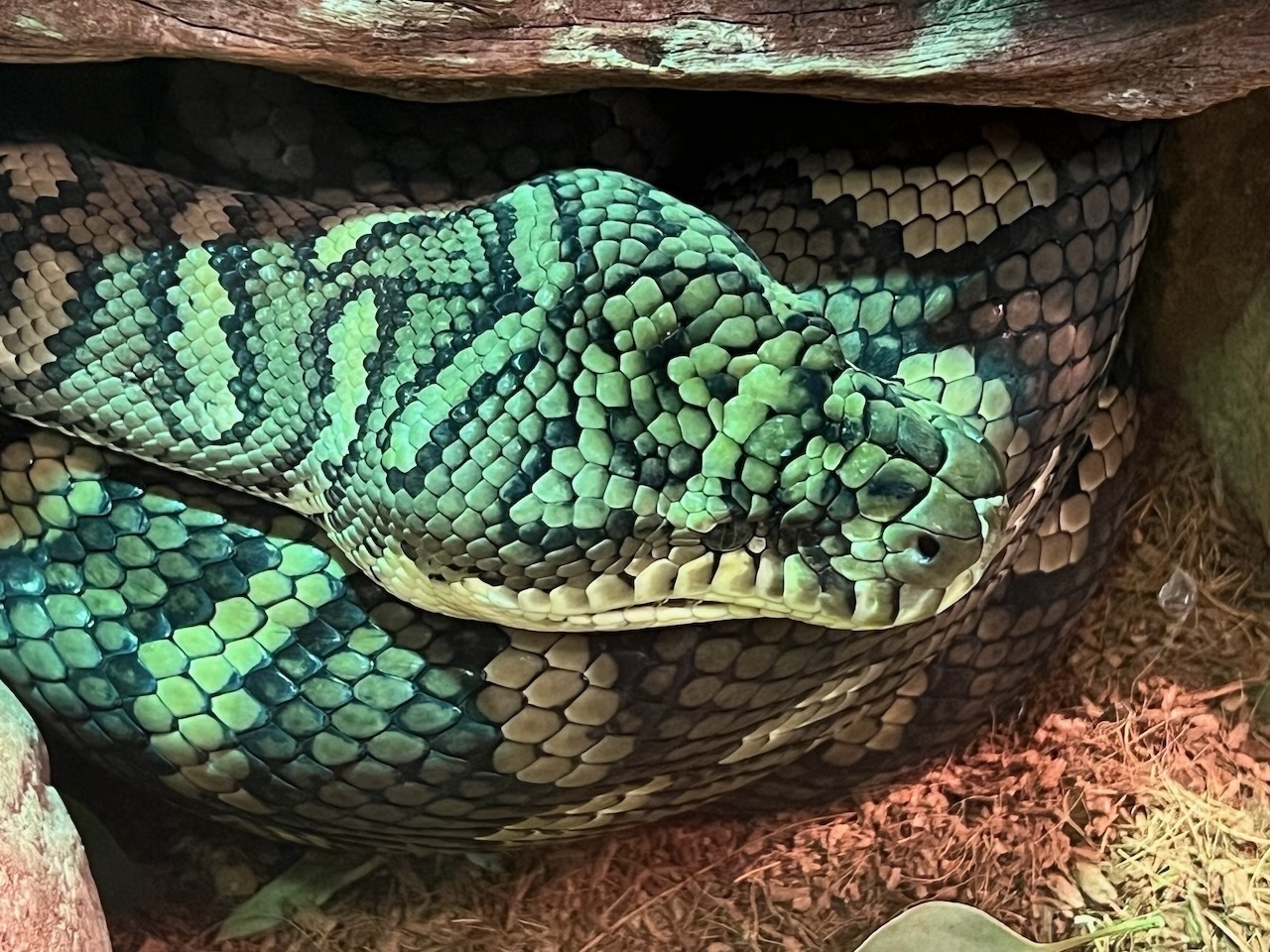 Auto-generated description: A coiled snake with intricate green and black scales rests against a rocky surface.