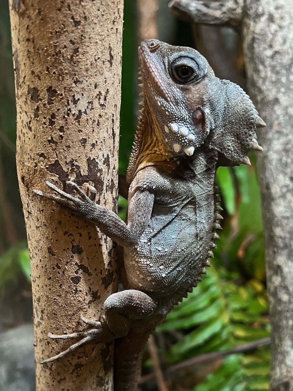 Auto-generated description: A lizard with textured skin and a prominent crest is climbing a tree trunk in a lush environment.