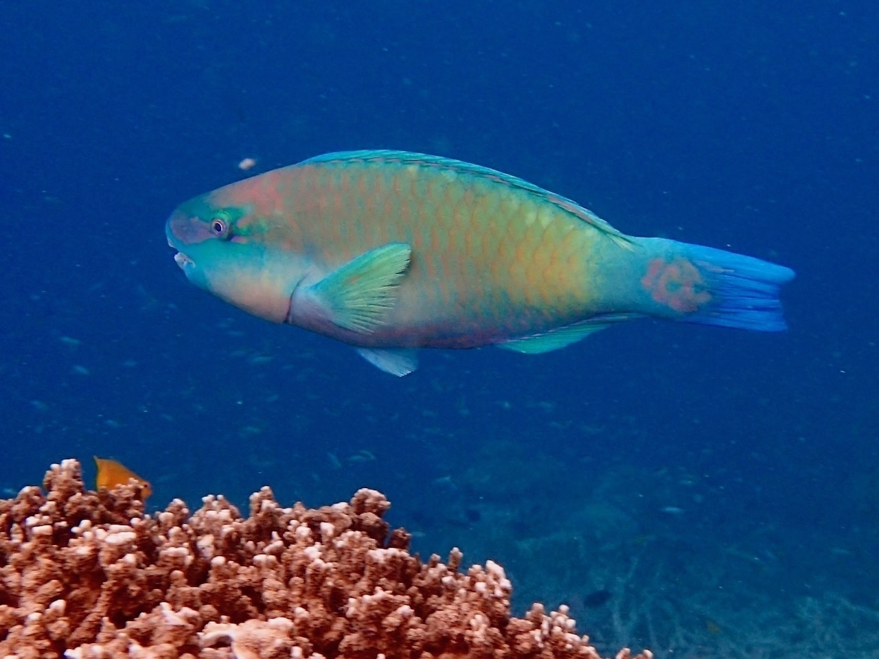 Auto-generated description: A vibrant parrotfish swims near a coral reef in clear blue water.