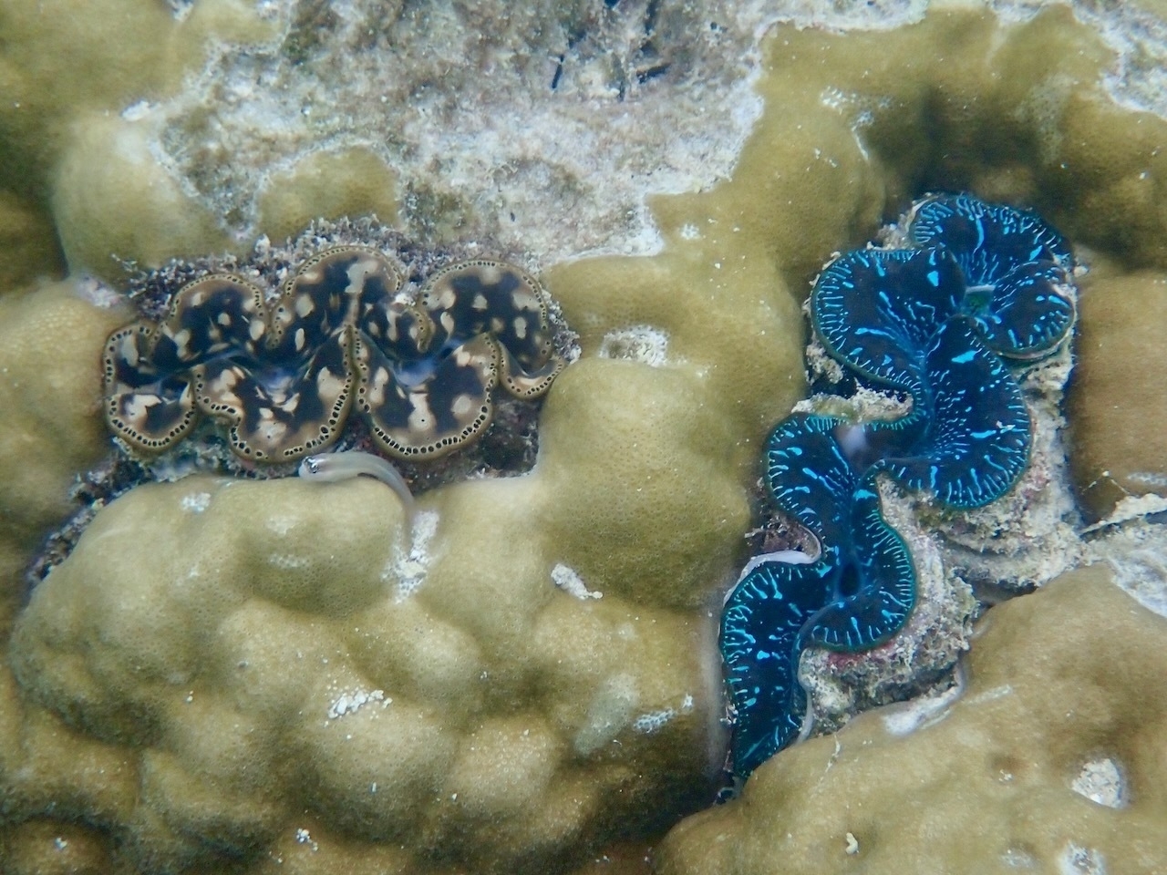 Auto-generated description: Two colorful giant clams are nestled in coral, one with a patterned brown mantle and the other with a vibrant blue mantle.