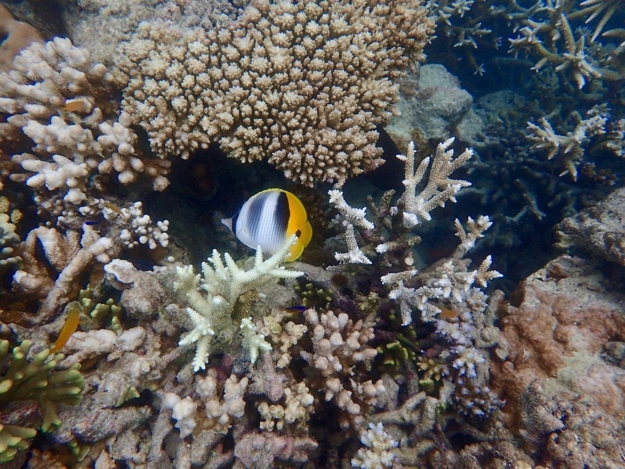 Auto-generated description: A vibrant reef scene features a colorful fish surrounded by various corals.