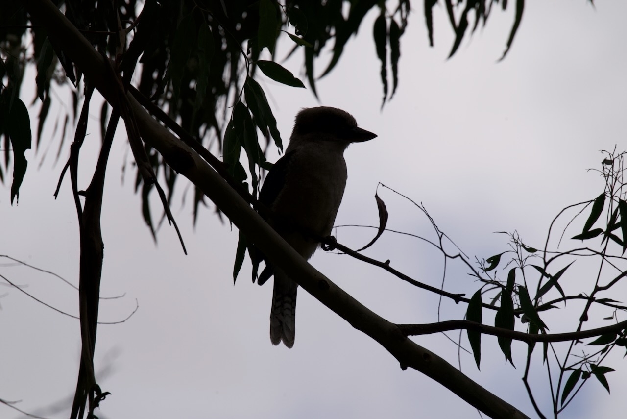 Auto-generated description: A bird is perched on a tree branch, silhouetted against a bright sky.