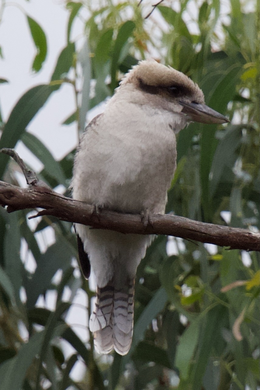 Auto-generated description: A kookaburra is perched on a branch against a backdrop of green leaves.