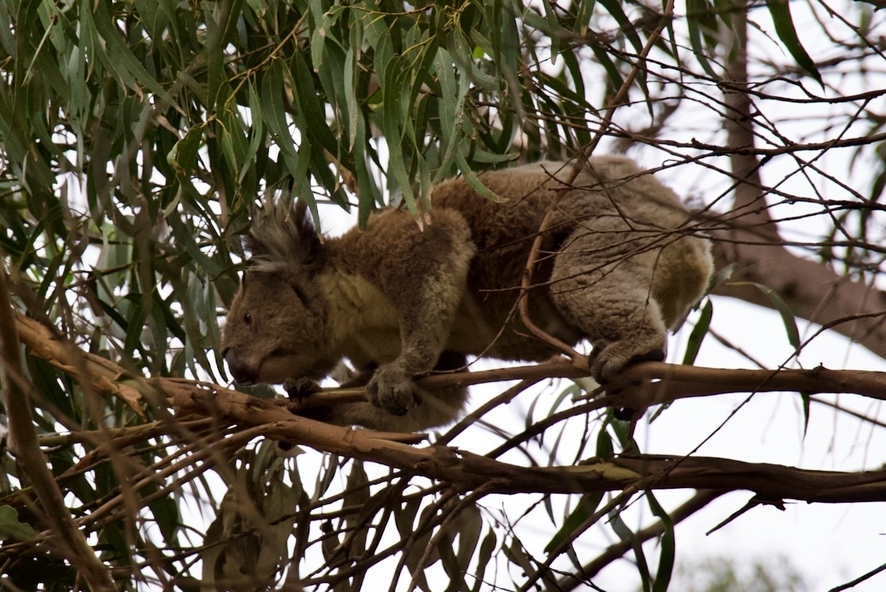 Auto-generated description: A koala is walking along a tree branch surrounded by eucalyptus leaves.