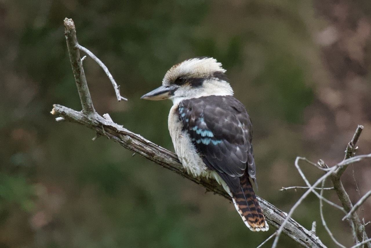 Auto-generated description: A kookaburra is perched on a branch against a blurred natural background.